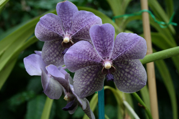 Orchidacee