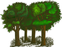 Alberi