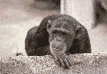 Scimpanzè